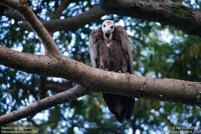 Hooded Vulture