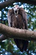 Hooded Vulture