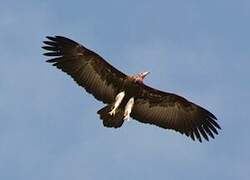 Hooded Vulture