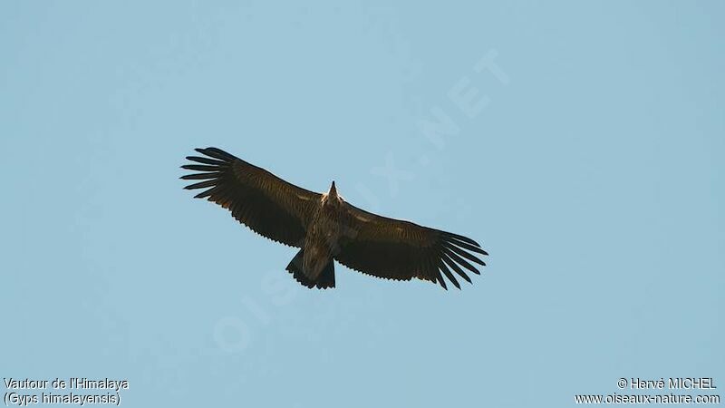 Himalayan Vultureimmature