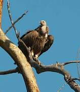 Himalayan Vulture