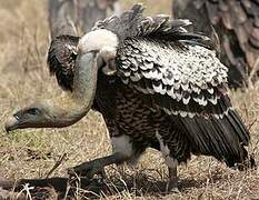 Rüppell's Vulture