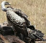 Rüppell's Vulture