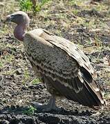 Rüppell's Vulture