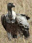 Rüppell's Vulture