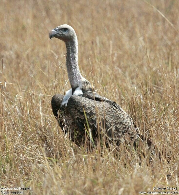 Rüppell's Vulturesubadult