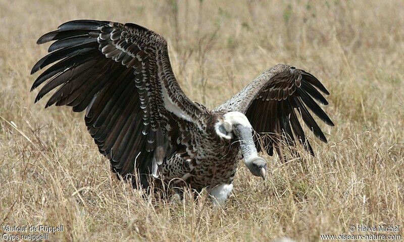 Rüppell's Vulturesubadult