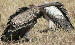 Rüppell's Vulture