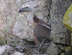 Griffon Vulture