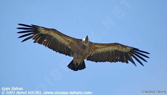 Griffon Vulture