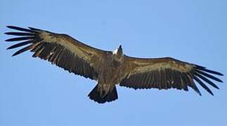 Griffon Vulture