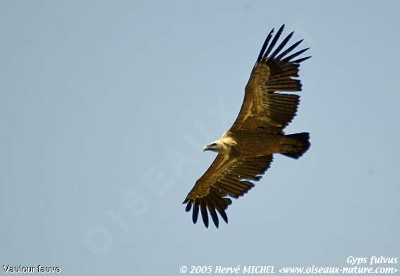 Griffon Vulture