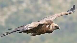 Griffon Vulture