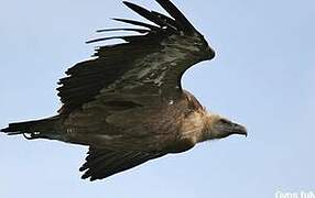 Griffon Vulture