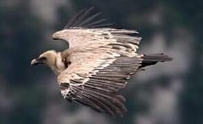 Griffon Vulture