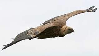 Griffon Vulture