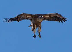 Griffon Vulture