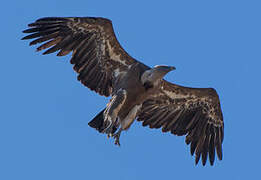 Griffon Vulture