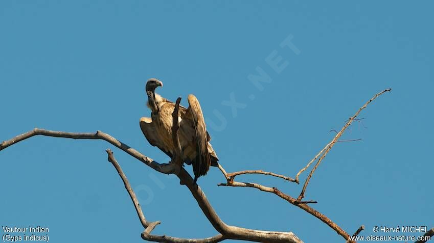 Indian Vulture