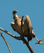 Indian Vulture