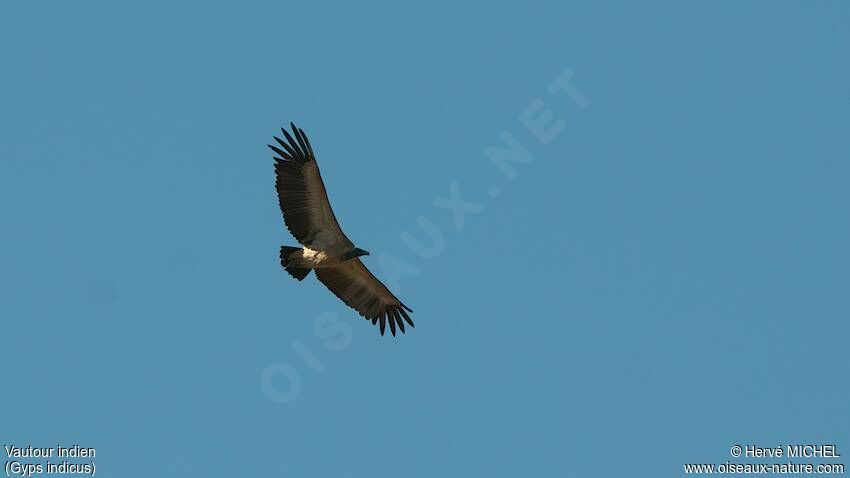 Indian Vulture