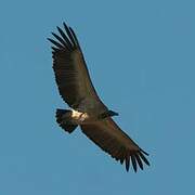 Indian Vulture