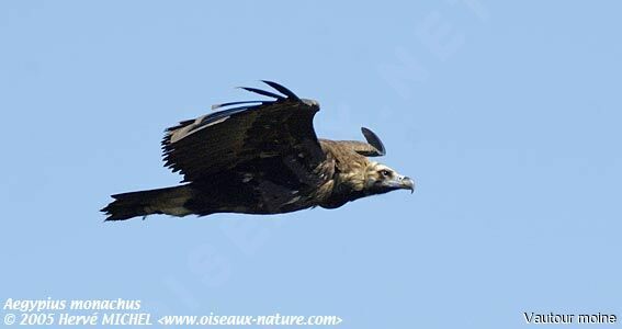 Cinereous Vulture