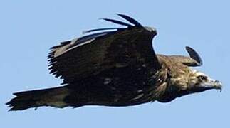 Cinereous Vulture