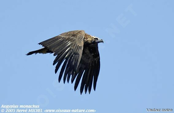 Cinereous Vulture