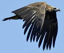 Cinereous Vulture