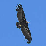 Cinereous Vulture