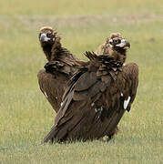 Cinereous Vulture