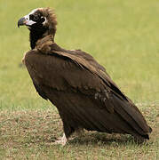 Cinereous Vulture