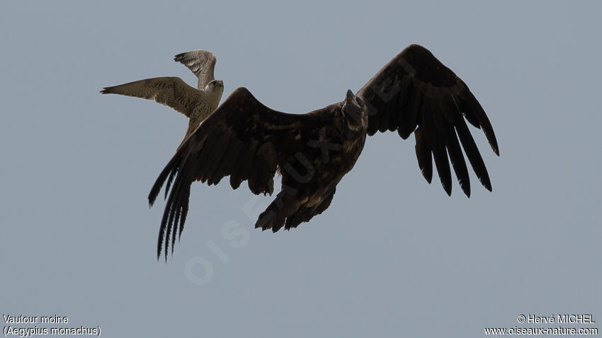 Cinereous Vulture