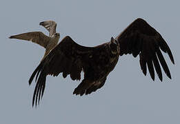 Cinereous Vulture