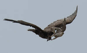 Cinereous Vulture