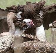 Lappet-faced Vulture