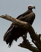 Lappet-faced Vulture