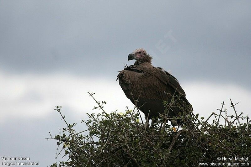 Lappet-faced Vultureadult