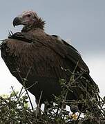 Lappet-faced Vulture