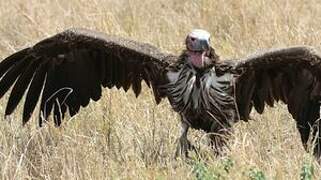 Lappet-faced Vulture