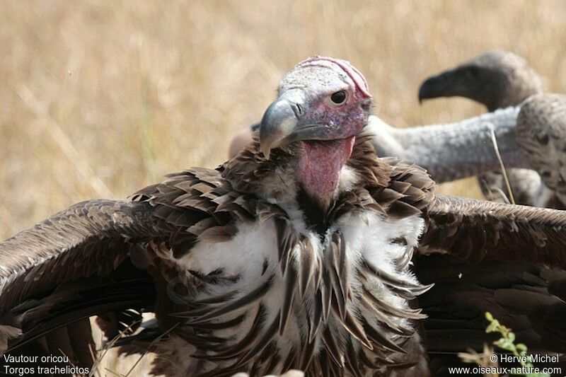 Lappet-faced Vultureadult