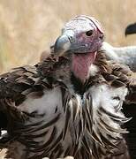 Lappet-faced Vulture