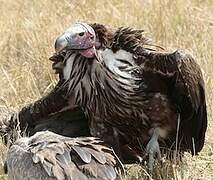 Lappet-faced Vulture