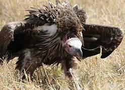 Lappet-faced Vulture