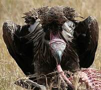 Lappet-faced Vulture