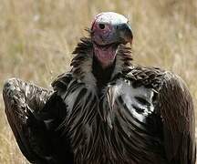 Lappet-faced Vulture