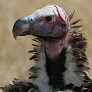 Lappet-faced Vulture