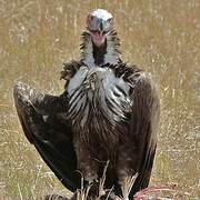 Lappet-faced Vulture