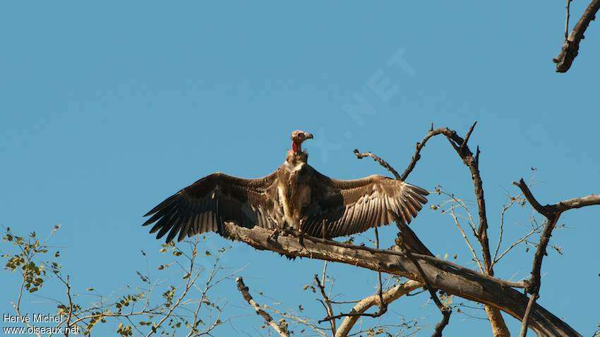 Vautour royalimmature, composition, pigmentation, Comportement